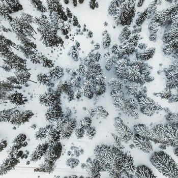 Winterlicher Wald von oben
