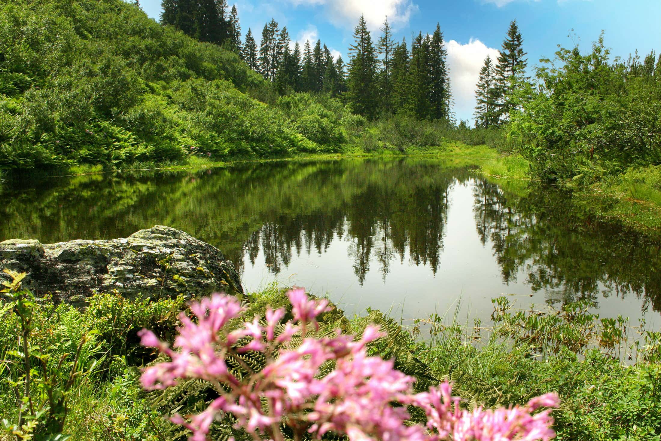 + Eine Sommerzeit-Aussicht vom Stubener See umgeben von farenprächtigen Blumen und saftiger grüner Natur.