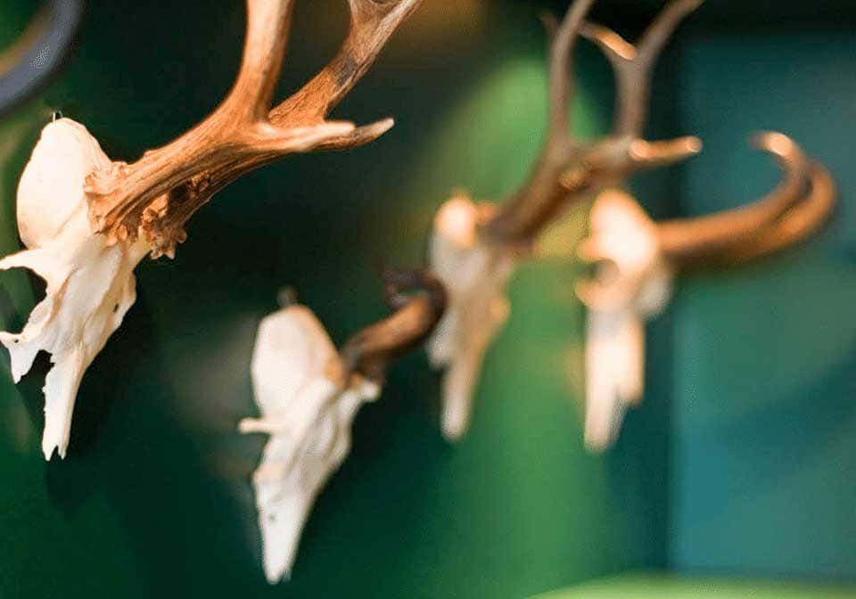 Artistic Display of Antlers. 